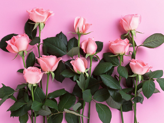 粉色玫瑰代表什么_15朵粉色玫瑰代表什么_粉色玫瑰代表