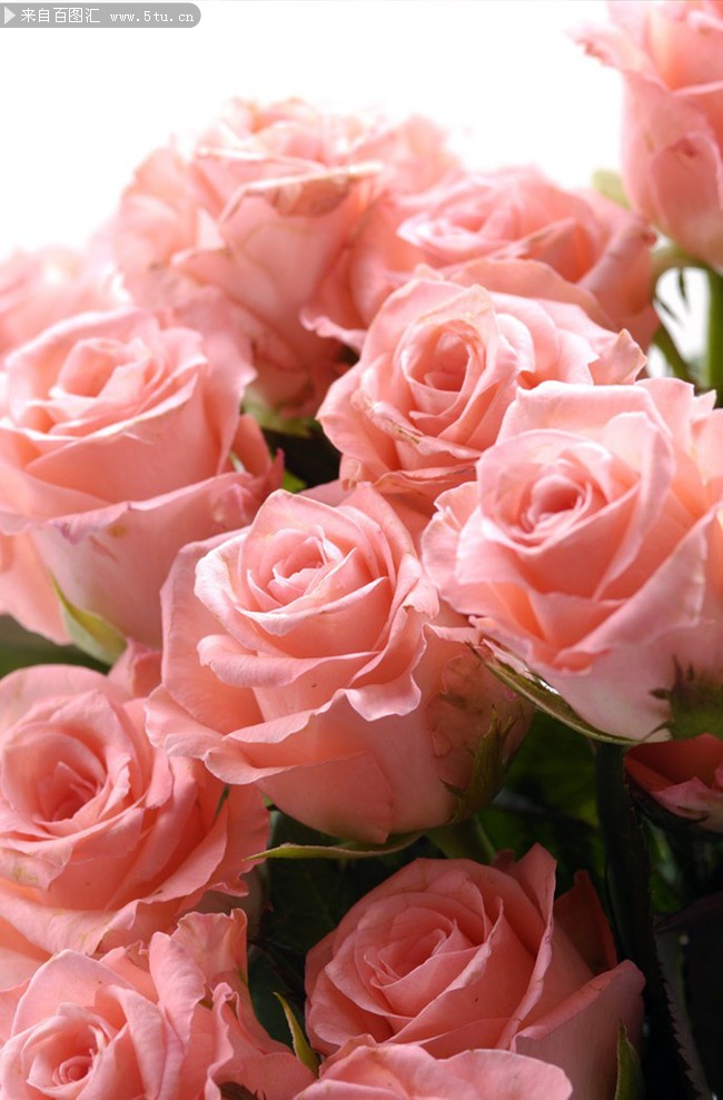 粉色玫瑰代表什么_15朵粉色玫瑰代表什么_粉色玫瑰代表