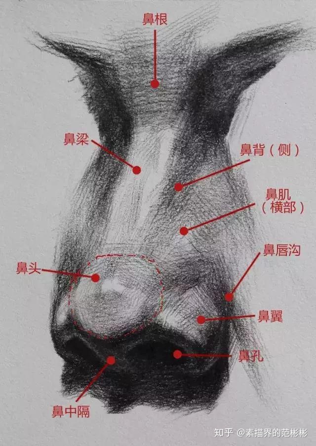 五官也是有体积的，画出体积感，五官才会更立体，值得一看！