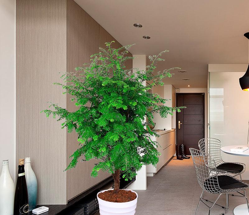适合客厅养的大型植物_宅后种什么树镇宅旺宅_客厅最旺宅的大型植物