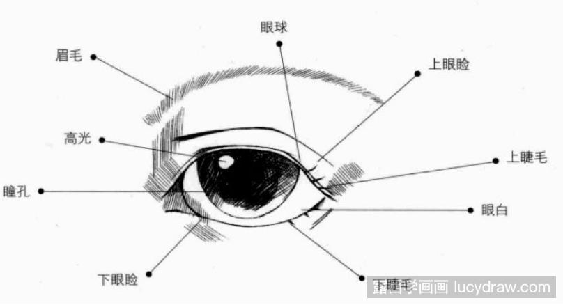 鸟的图片大全鹰勾短喙长尾_鹰勾鼻_勾鹰鼻的女人