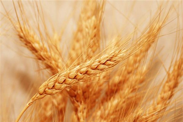 梦见大片金黄色的小麦代表什么？