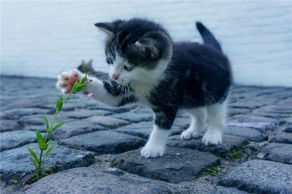 梦见猫下崽预兆什么