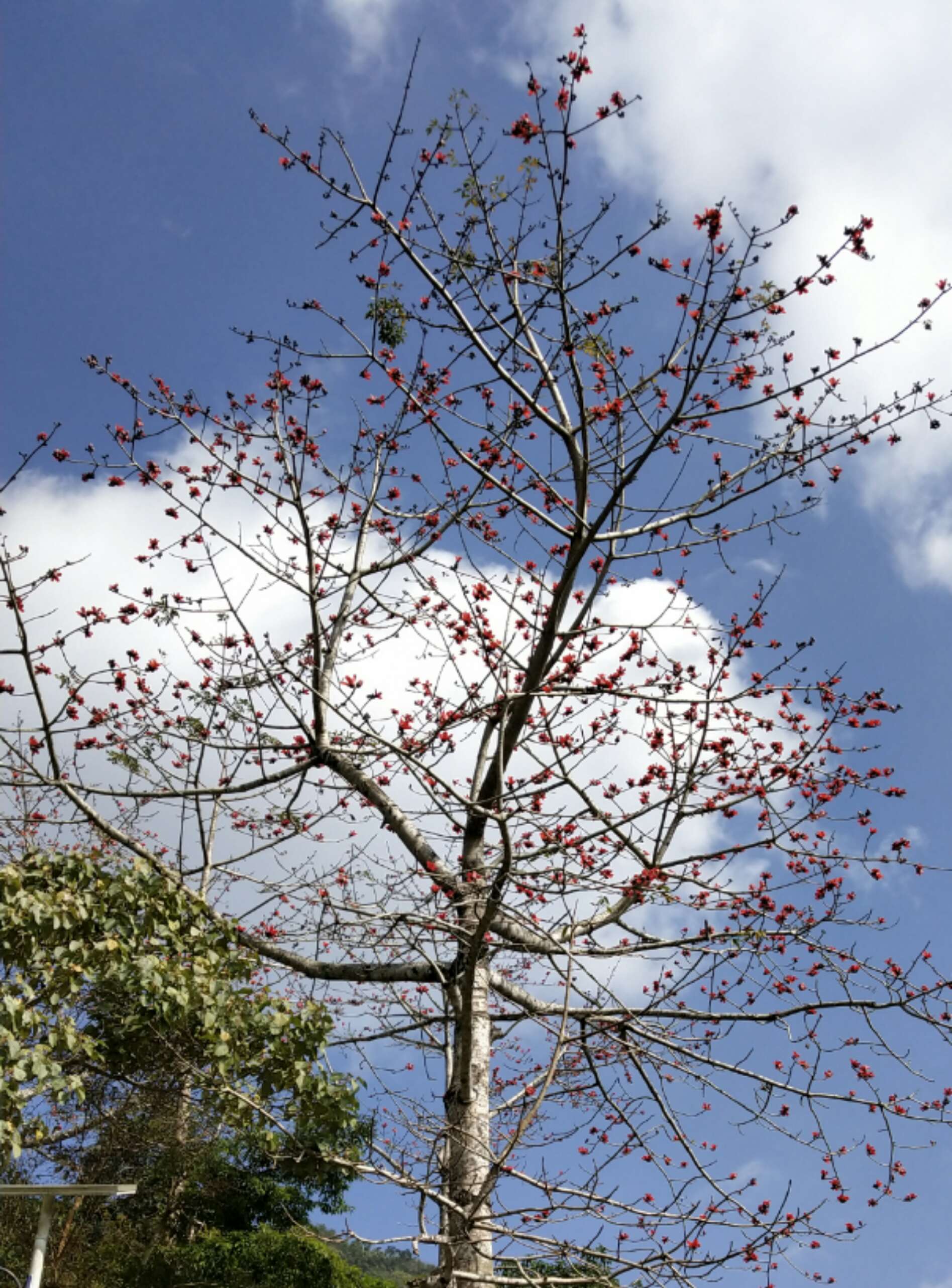 春来花发映阳台 万里车来进宝财_春来花发映阳台事业签_春来花发映阳台