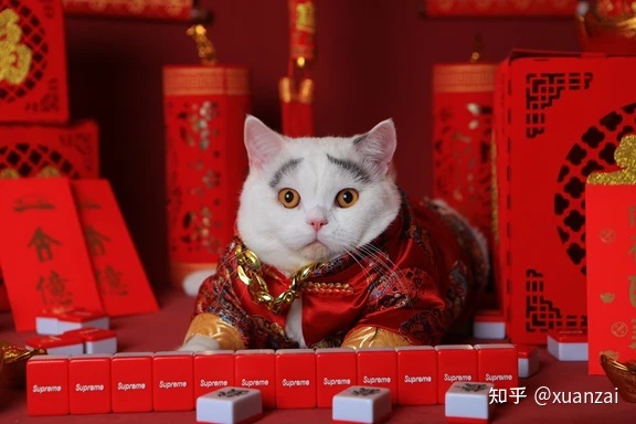 哪个中国八字眉猫的眉毛最帅呢？