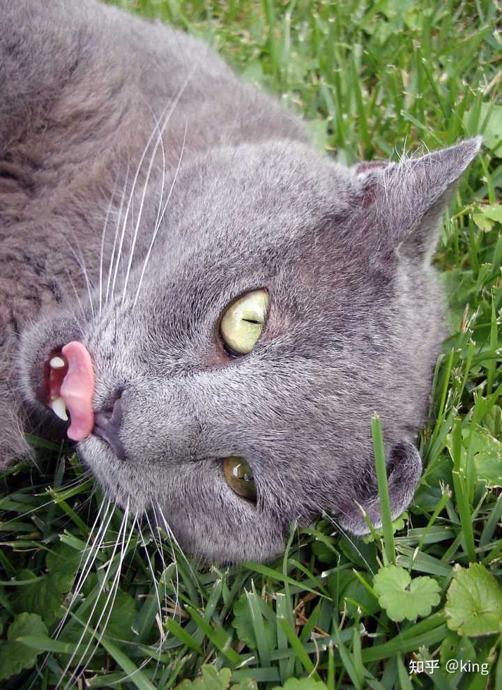 梦见好多猫_梦见和好多猫打架_做梦梦见好多猫报复