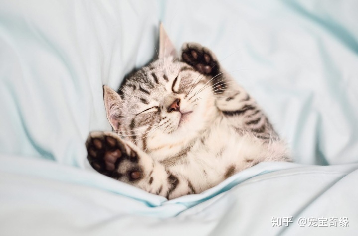 宠物小知识猫咪会做梦吗？