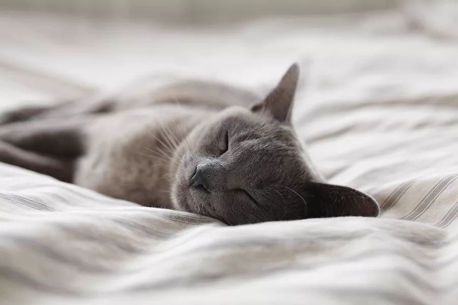 梦见好多猫周公解梦_做梦梦见家里有好多猫_梦见好多猫