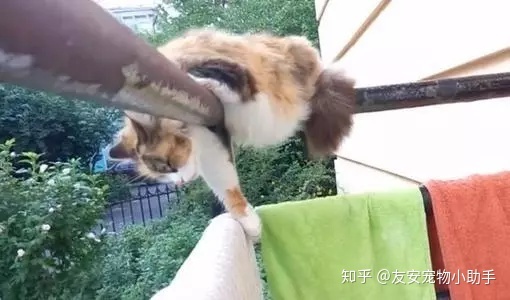 梦见好多猫_梦见好多猫_梦见家里好多猫