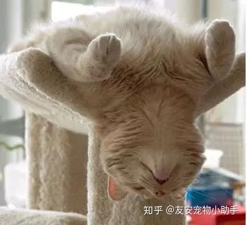 梦见家里好多猫_梦见好多猫_梦见好多猫