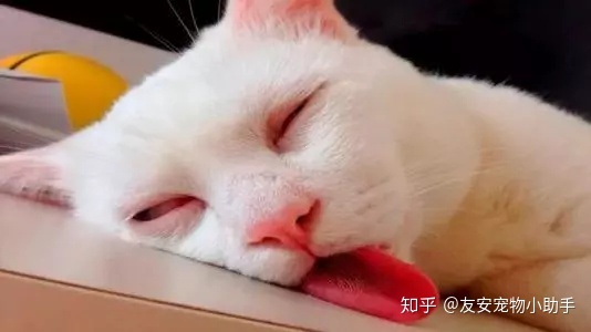 梦见家里好多猫_梦见好多猫_梦见好多猫