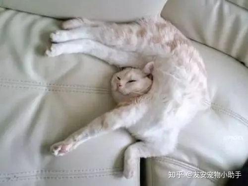 梦见好多猫_梦见家里好多猫_梦见好多猫