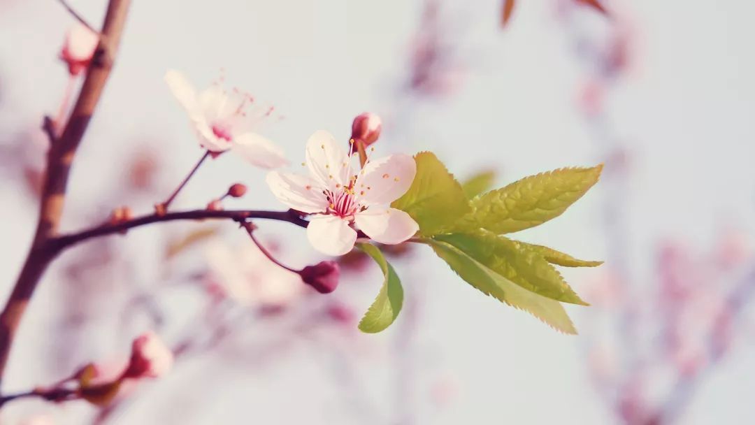 八字桃花_八字 桃花_八字中带桃花美桃花劫