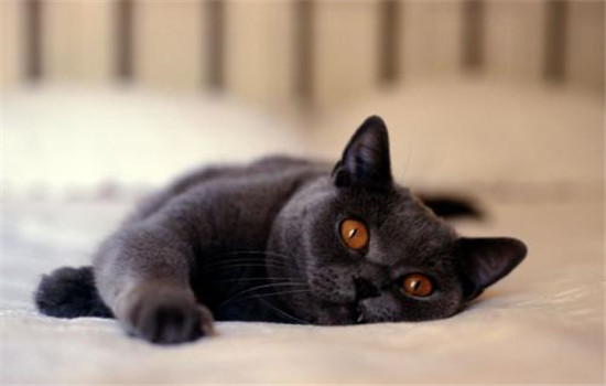 和梦见抱了一只大黑猫相似的梦境