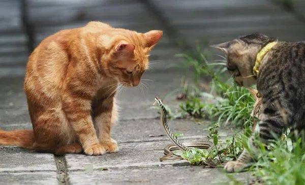 梦见一群蛇跟一群猫是什么意思 预兆