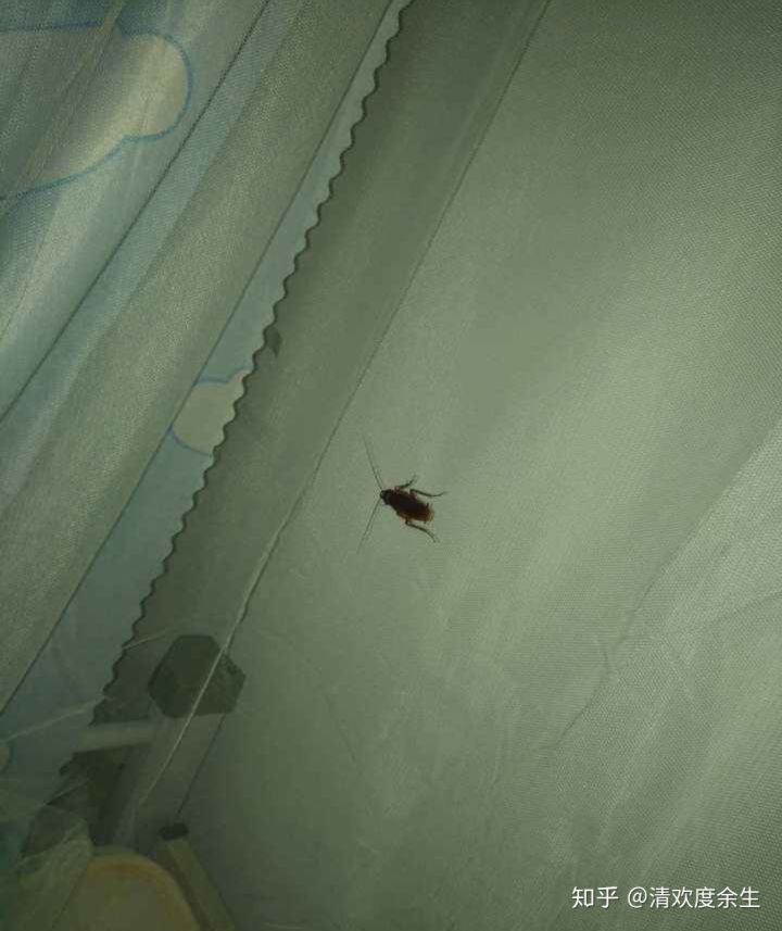 梦见蟑螂爬到床上