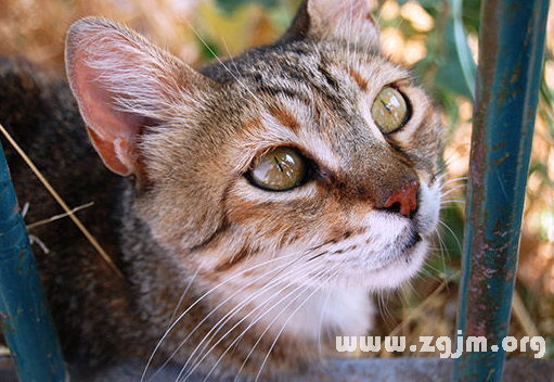 男人梦见猫逮老鼠_男人梦见猫_男人做梦梦见猫