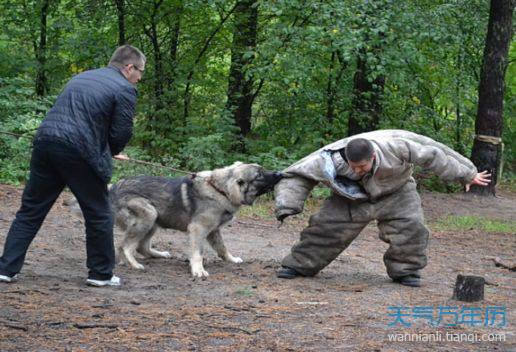 梦见被鱼追咬把鱼打死_梦见被狗咬然后把狗打死了_梦见打死一只咬我的狗