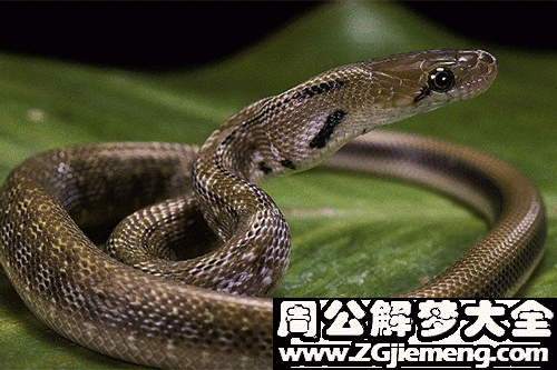 【连载】释梦101问｜梦见蛇有什么意义吗？