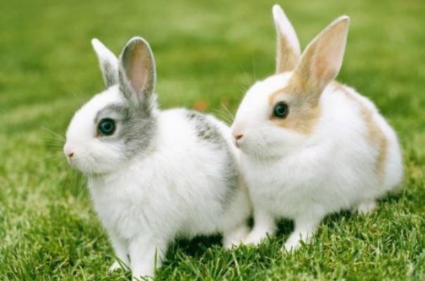 属兔的和什么属相最配 属兔的和什么属相最配,相克相冲