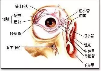 右眼皮老是跳是怎么回事_右眼皮老跳是什么预兆_右眼皮一直跳