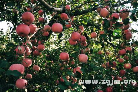 梦见苹果树上结满苹果 有什么征兆吗