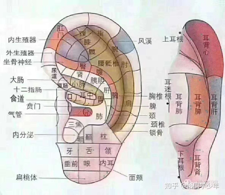 梦见掏耳朵_掏完耳朵咽东西耳朵疼_掏完耳朵耳朵里面痛