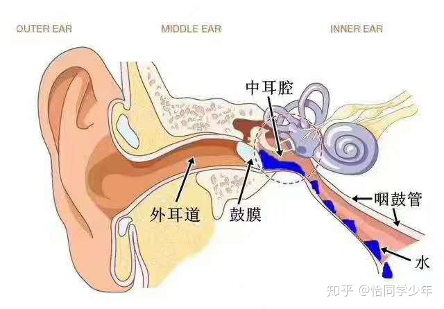 掏完耳朵咽东西耳朵疼_梦见掏耳朵_掏完耳朵耳朵里面痛