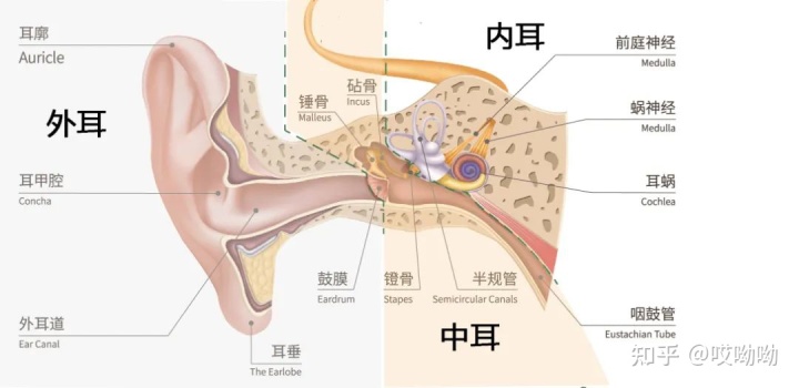 为什么掏耳朵的时候会咳嗽？