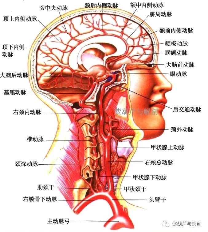 脖子粗_脖子粗 甲亢_大粗脖子病中医放血疗法