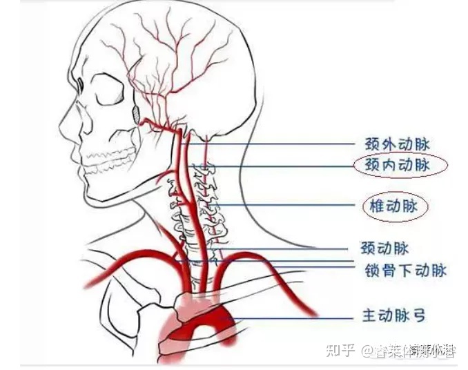 身体脖子部位图解图片