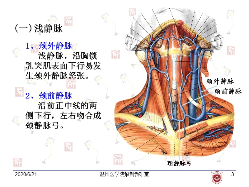 女性脖子的结构图图片