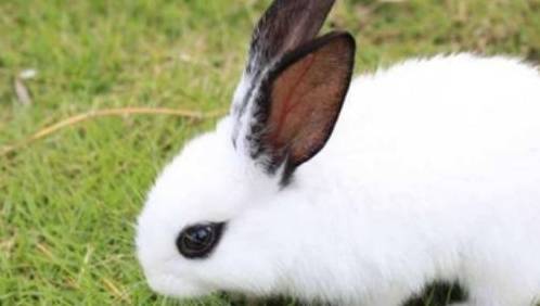 适合家养的宠物兔，你都知道名字吗，超软萌的垂耳兔你爱了吗