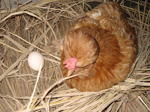 周公解梦梦见鸡下蛋是什么意思