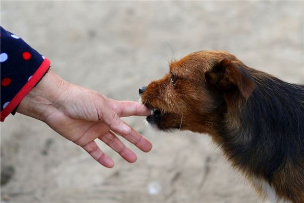 孕妇梦见狗扑_梦见狗向我扑咬_梦见狗扑身