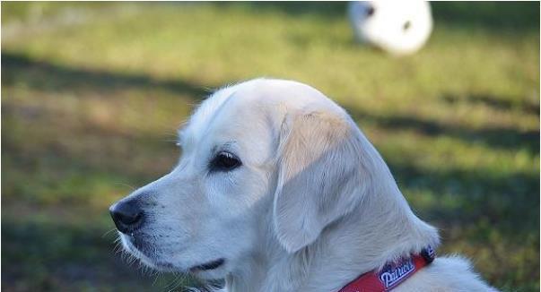 已婚女人做梦梦到警犬