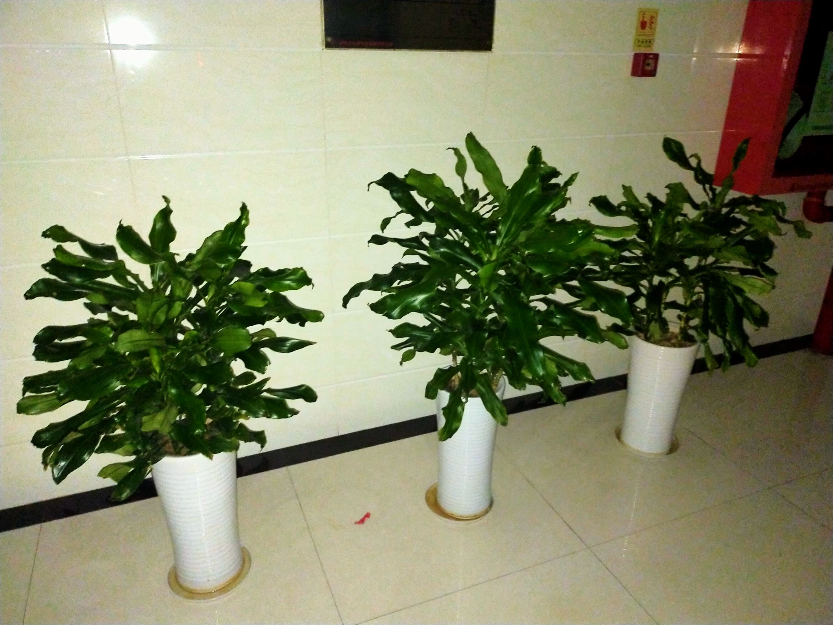 植物风水_植物风水 李德雄 下载_办公室风水植物摆放风水禁忌