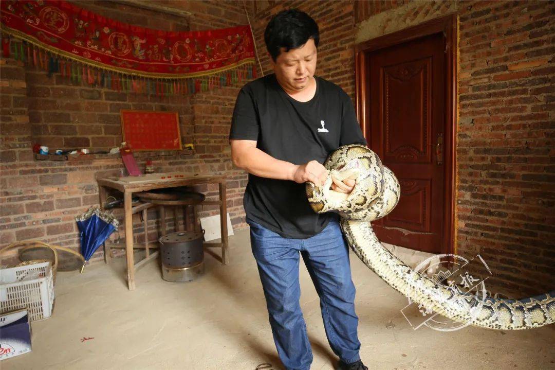 蛇真的会报恩吗？广西村民投鸡喂养被困蟒蛇，却被专家严厉谴责？