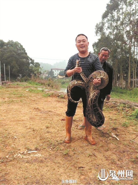 梦见三头蛇是什么意思吃蛇_蛇吃自己_梦见别人杀蛇吃蛇