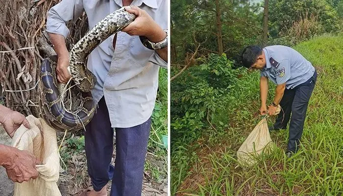 梦见别人杀蛇吃蛇_蛇吃自己_梦见三头蛇是什么意思吃蛇