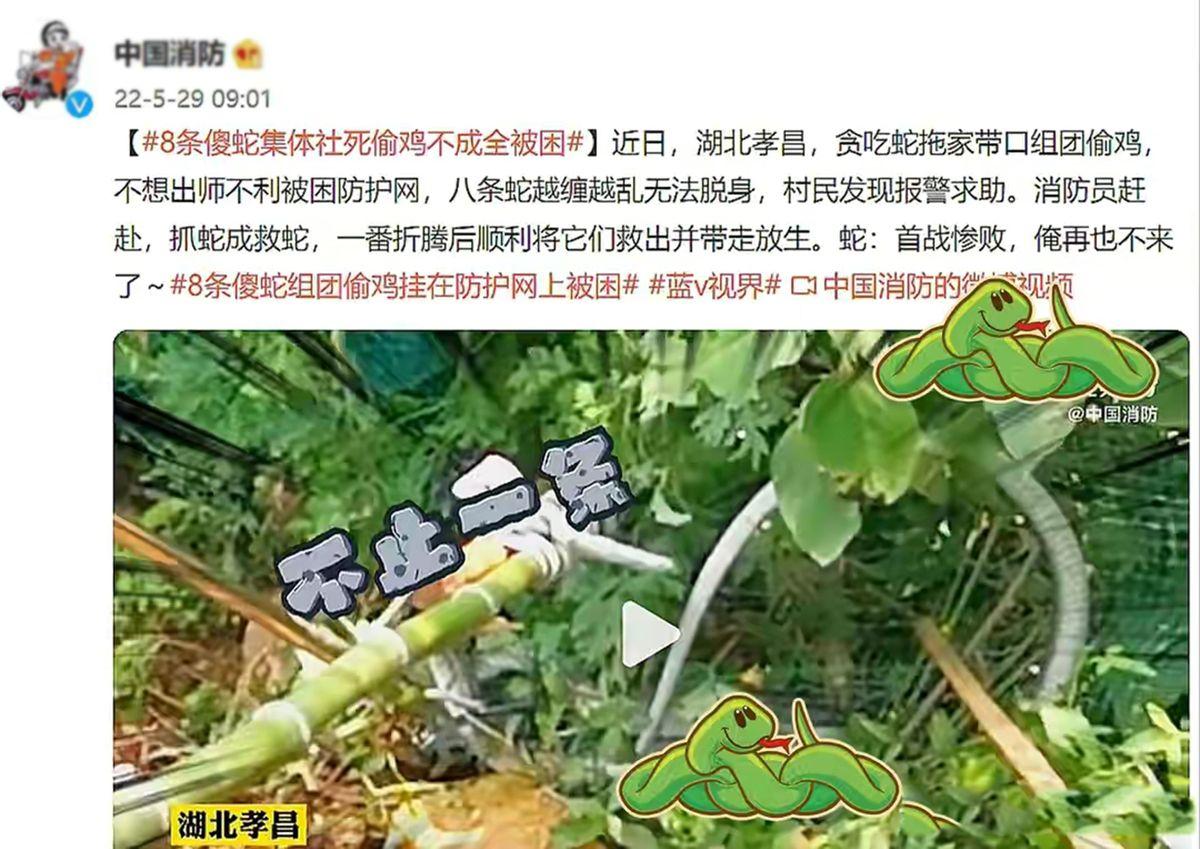 8条蛇组团去偷鸡，不料全缠在一起了，给蛇打死结真的解不开吗？