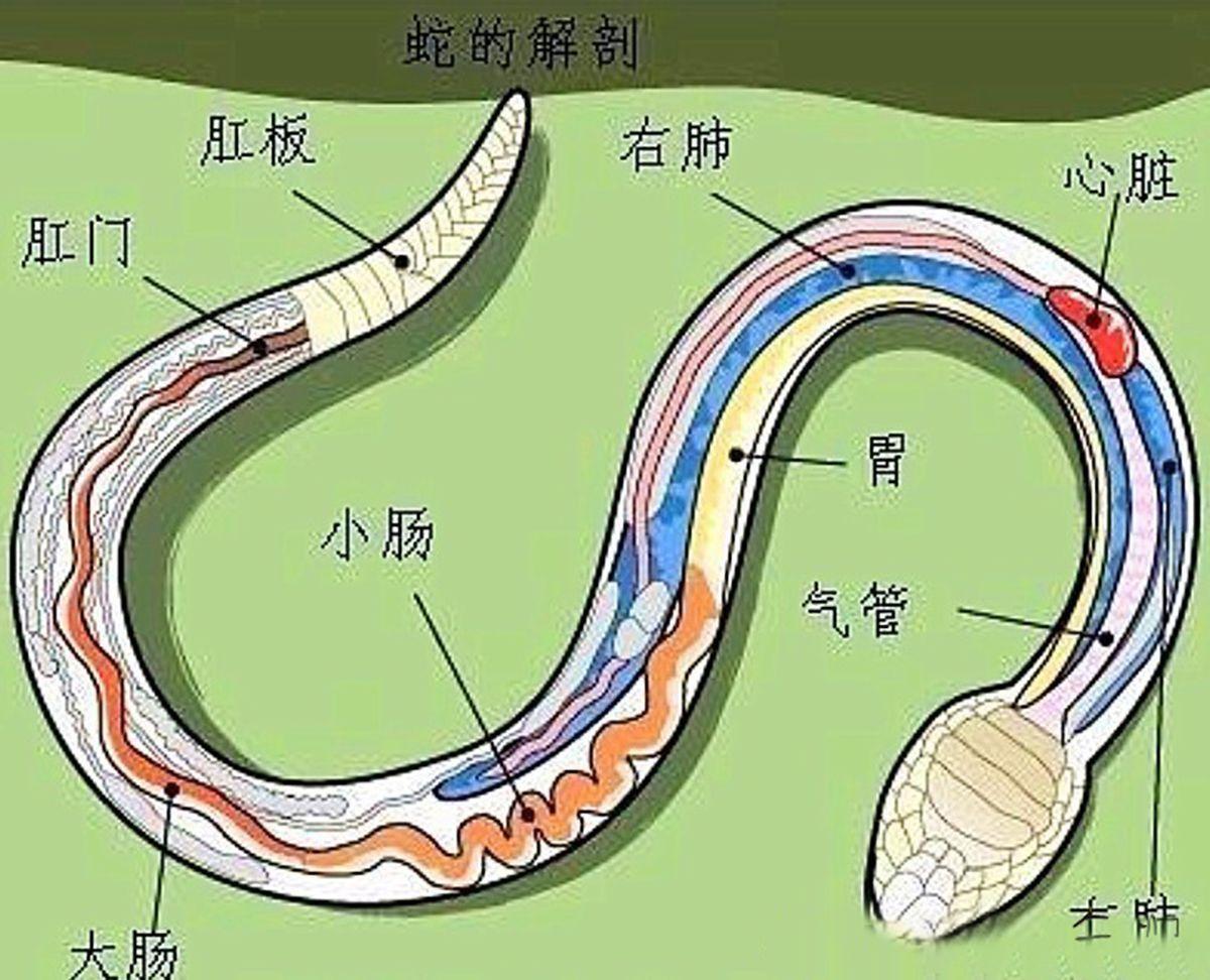 孕妇梦见别人杀蛇吃蛇_蛇吃自己_蛇吃鼠还是鼠吃蛇