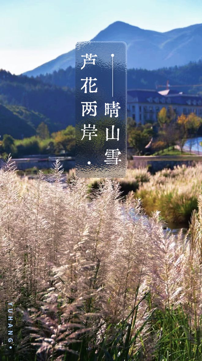 大杭州秋日的第一场“芦花飞雪”已上线！