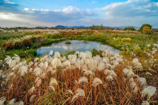 1974年大溪水 和1991年路旁土_大溪水_大溪水命