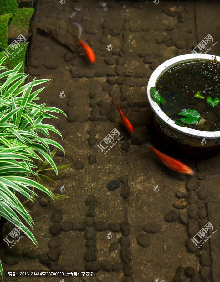 庭院风水_庭院树,风水_庭院风水树