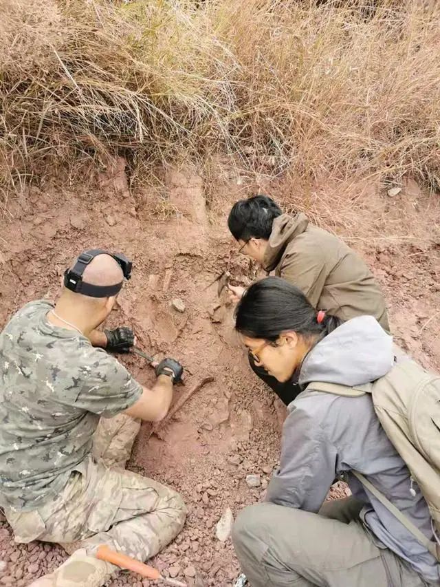 脚形_a子形廓形_勺形门齿和铲形门齿