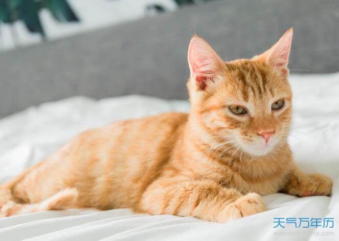 周公解梦男人梦见猫 男人梦见猫有什么征兆