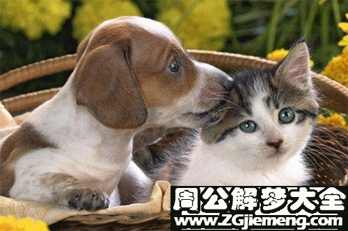 梦见大黄猫_梦见大黄猫是什么寓意_孕妇做梦梦见一只大黄猫