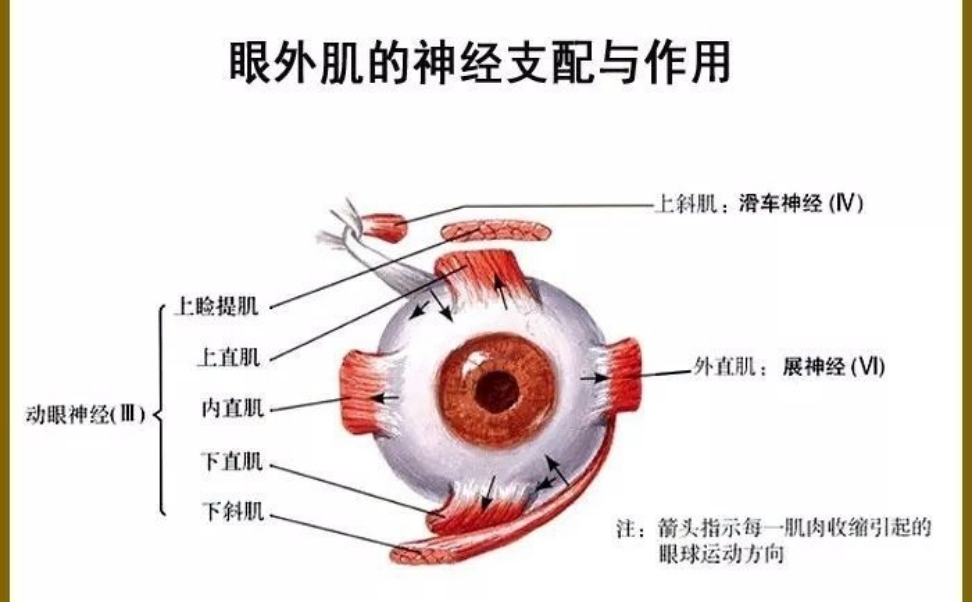 左眼皮一直跳是怎么回事 左眼皮跳的预兆(7)