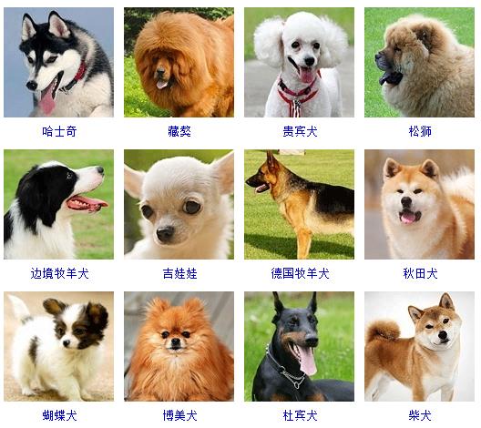 宠物狗品种图片大全价格 172种名犬图片及名字